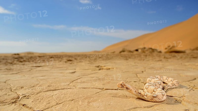 Horned dwarf puff adder