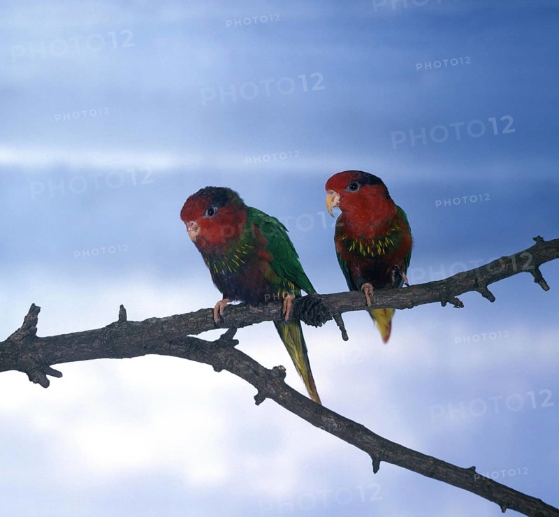 Golden Lorikeet