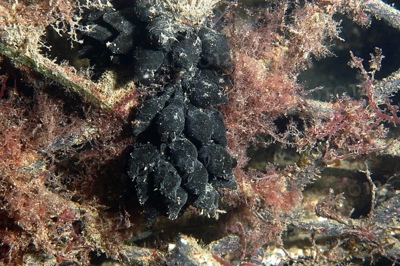 Common cuttlefish