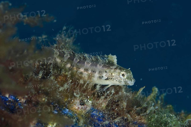 Sabre blenny