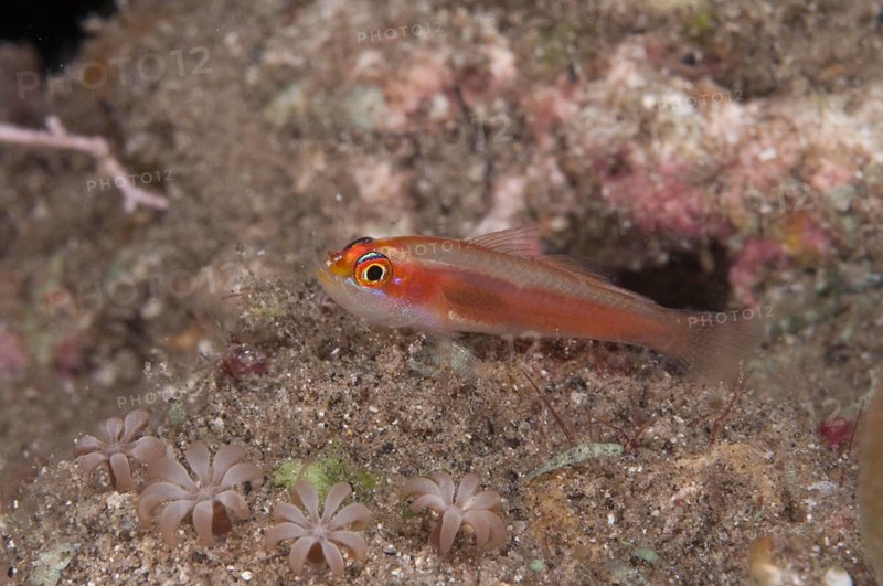 Coral Goby