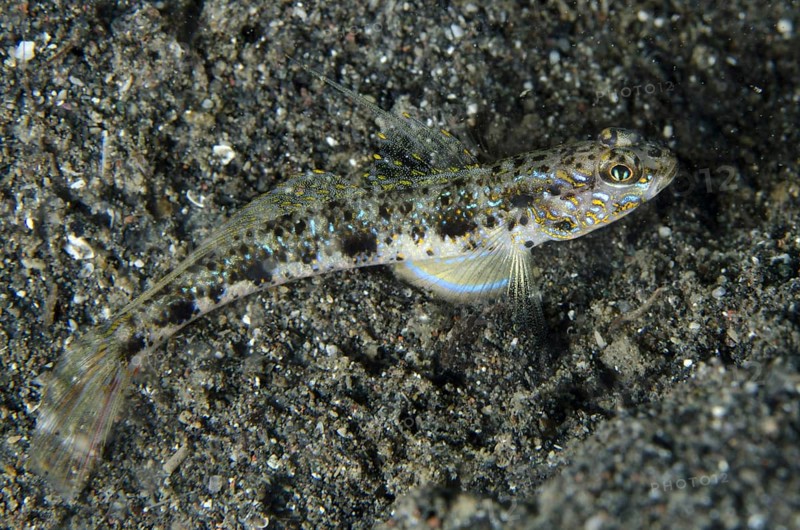 Yellowfoot Shrimpgoby