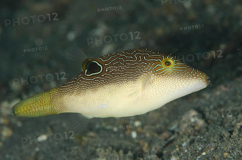 Maze Tip Pufferfish