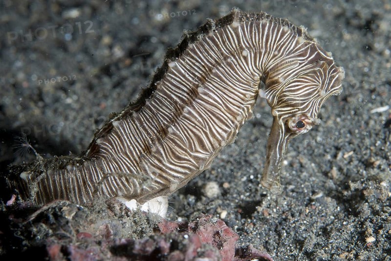 Manado Seahorse
