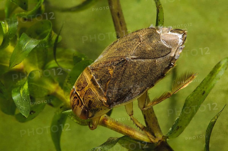 Swimming bug