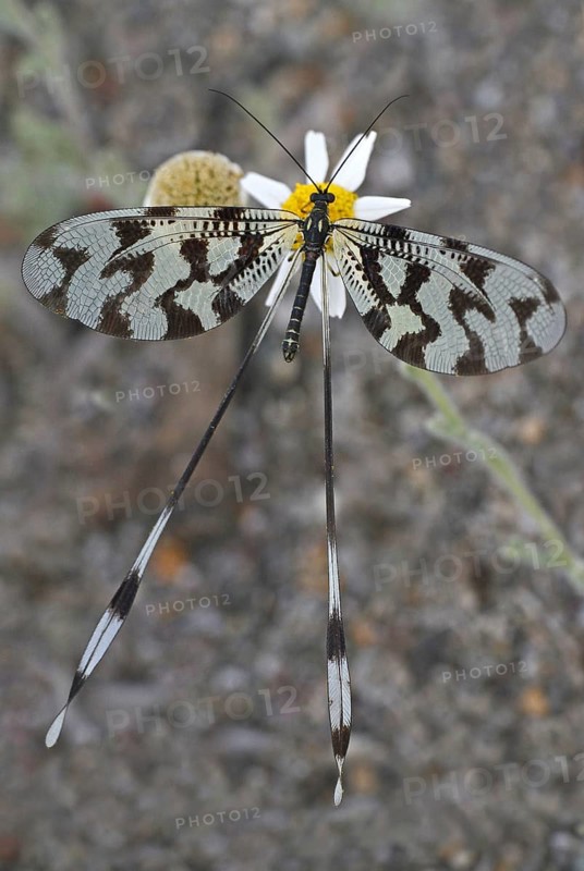 Thread Lacewing
