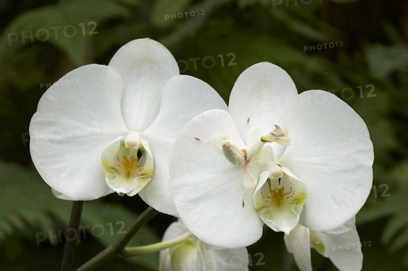 Walking flower mantises
