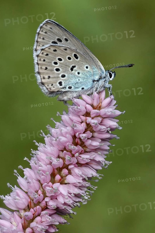 Large large blue