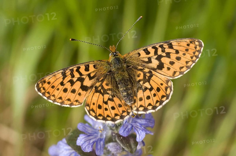 Clossiana euphrosyne