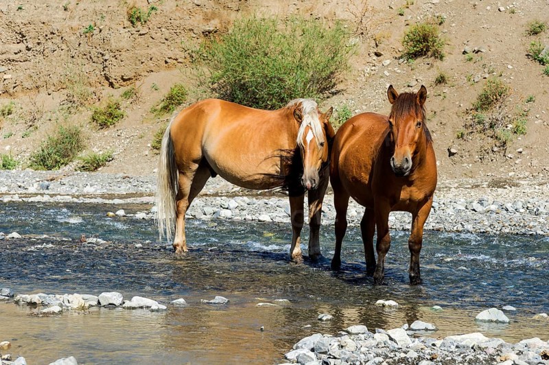 Two horses in a stream