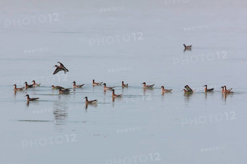 Red-necked Phalarope