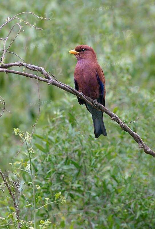Broad-billed roller