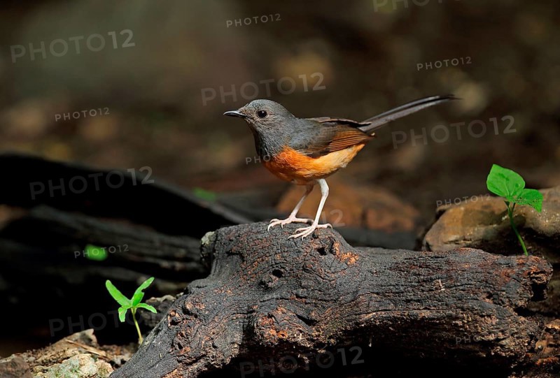 White-rumped Shama