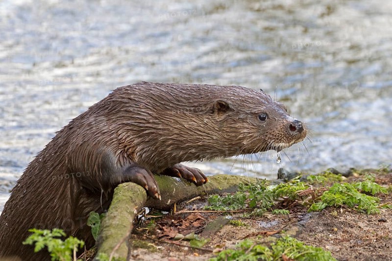European otter
