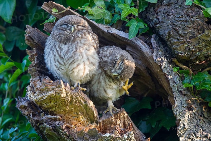Little Owl