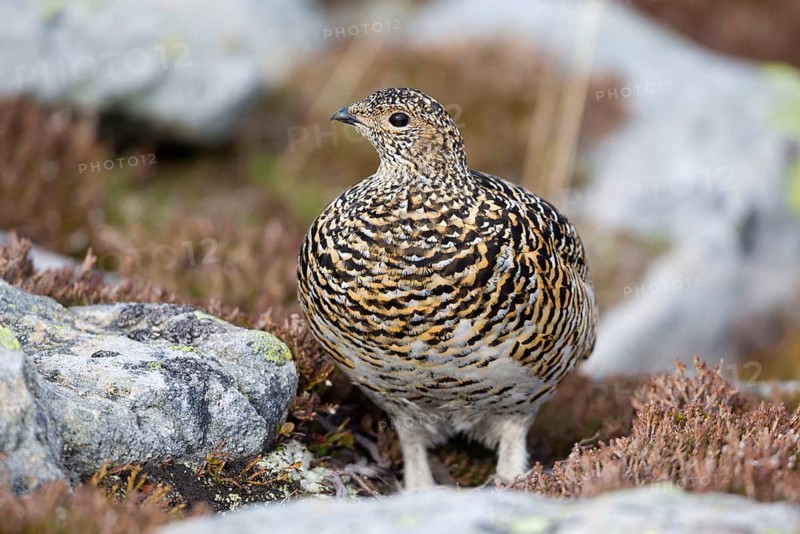 Rock ptarmigan