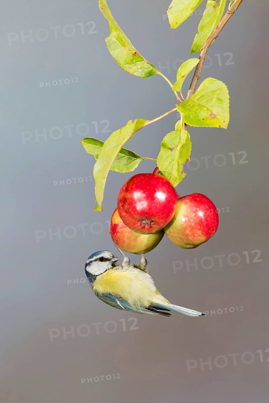 Blue Tit