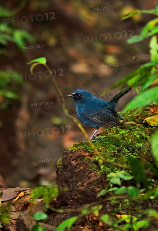 Sunda robin