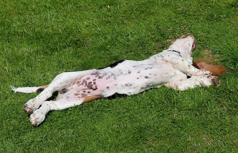 Domestic dog