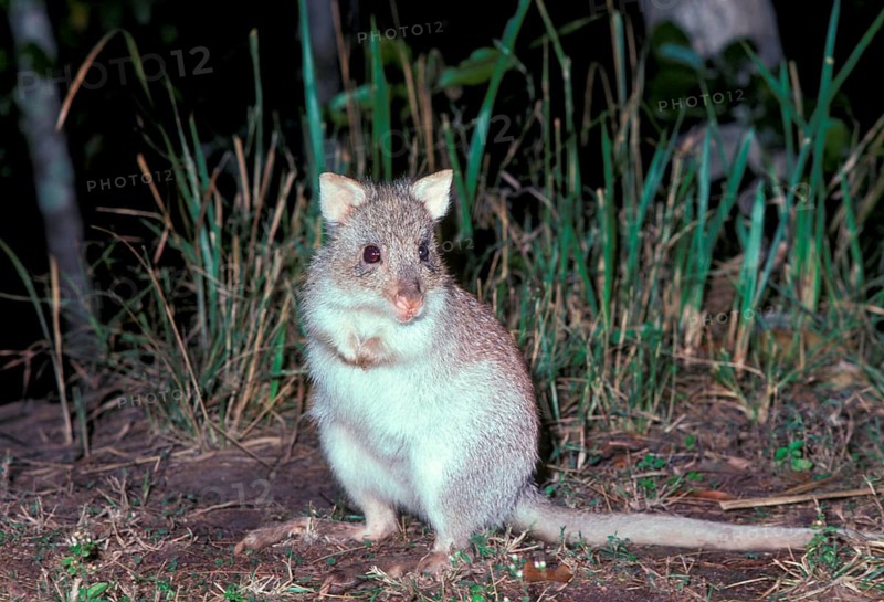 Red Rat Kangaroo