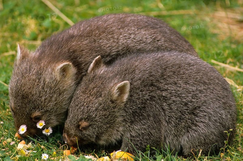 Naked-nosed wombat