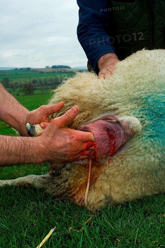 Domestic Sheep