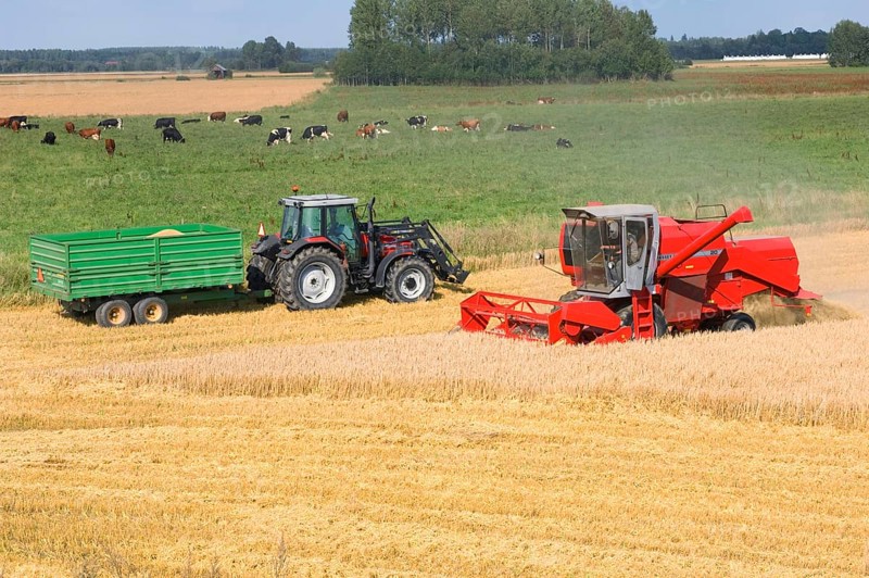 Common oat