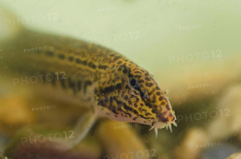 Spined loach