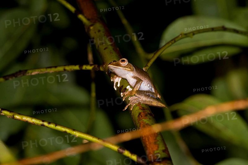 Madagascar frog