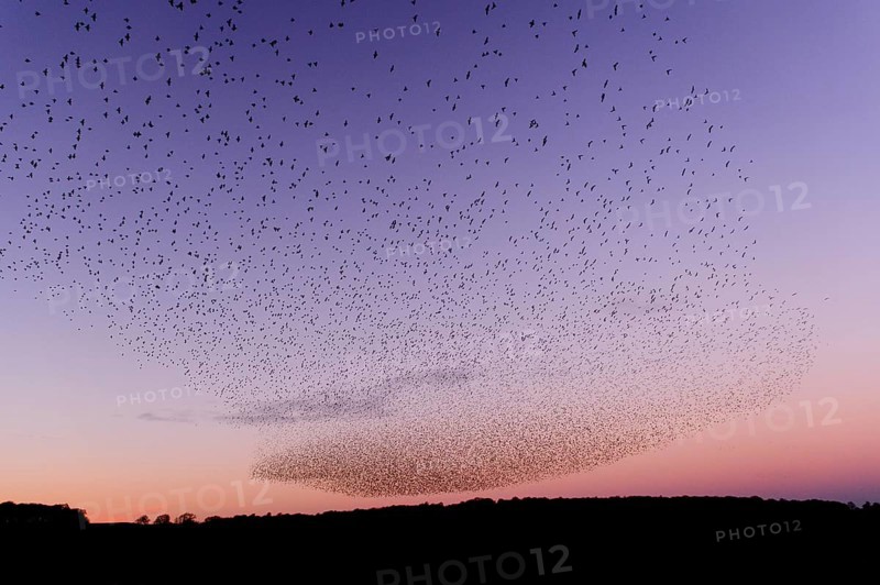 Common common starling