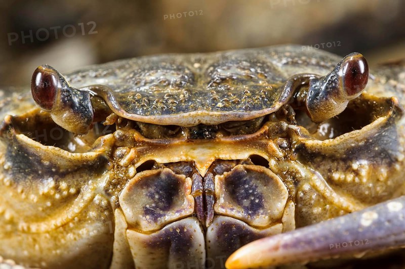 Freshwater Crab