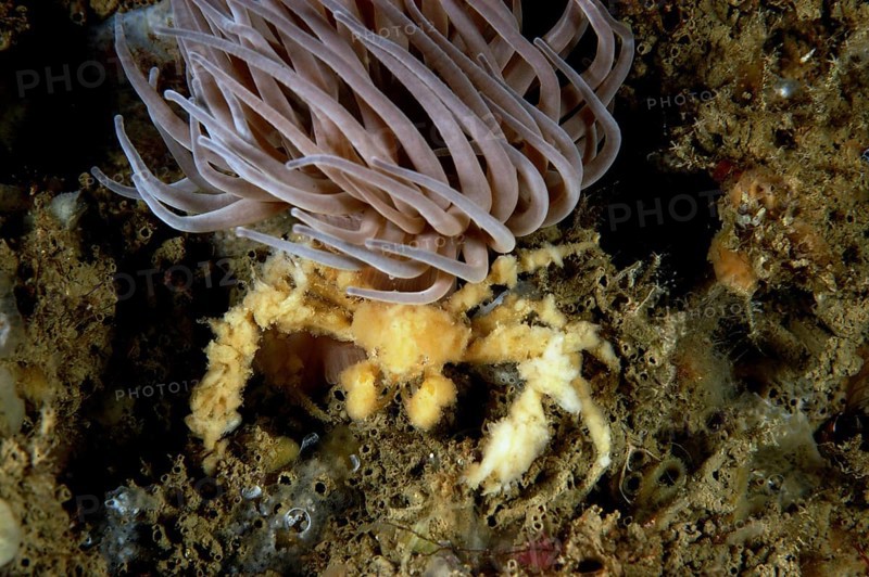 Long-legged spider crab