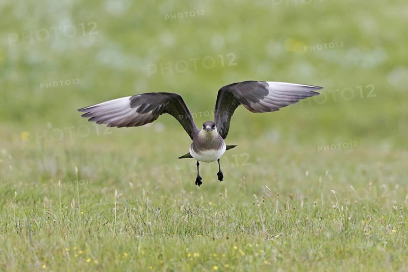 Arctic Skua