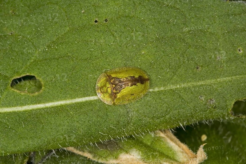 Rusty shield beetle