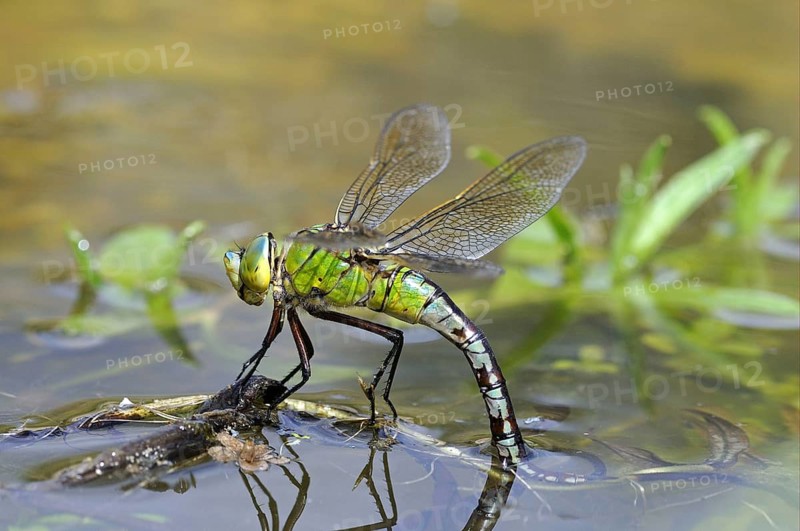 Emperor dragonflies