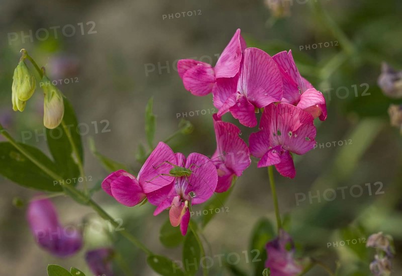 Flowering tuberous pea