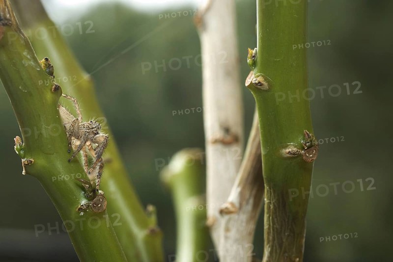 Heavy jumping spider