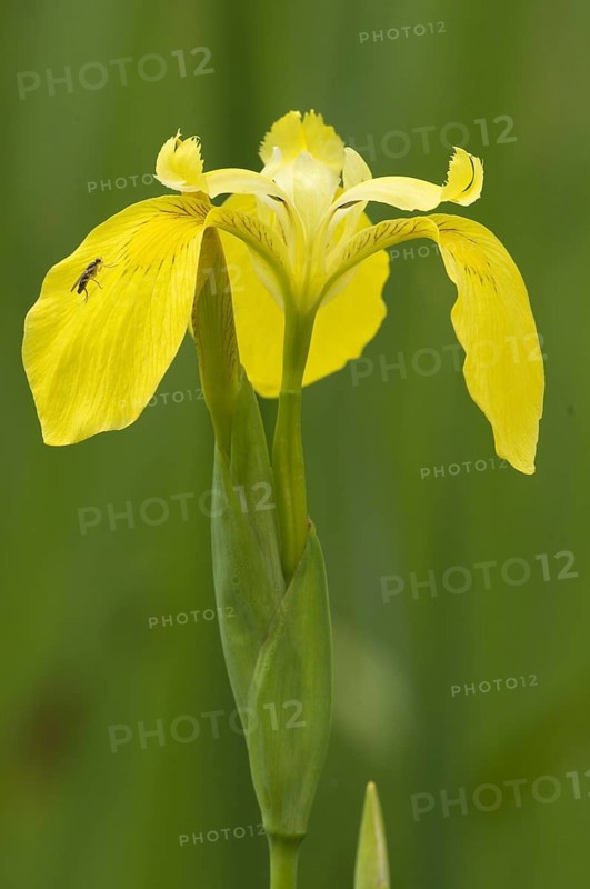 Yellow Iris