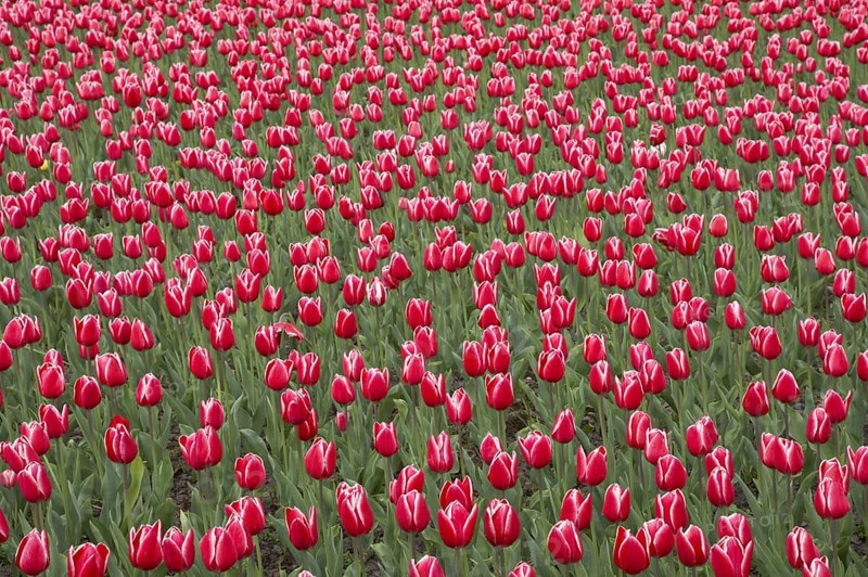 Tulip
