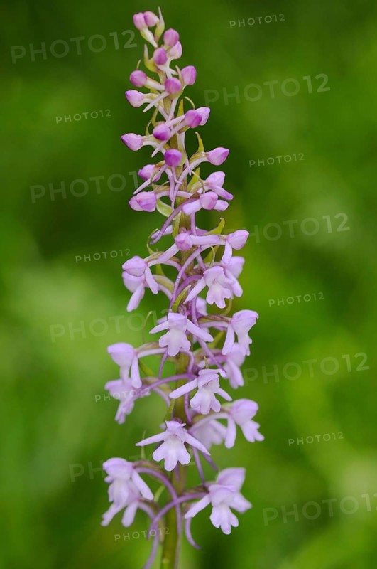 Fragrant Orchid