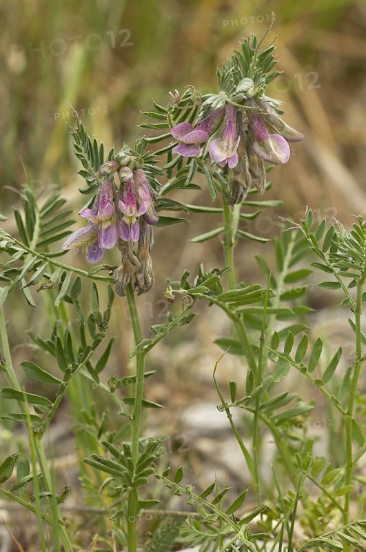 Hungarian Vetch