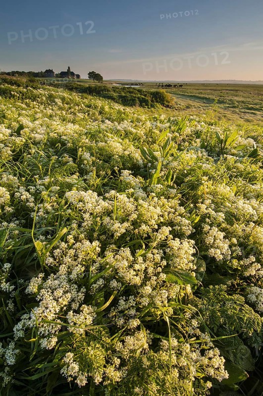 Flowering mass of Hoary whitetop