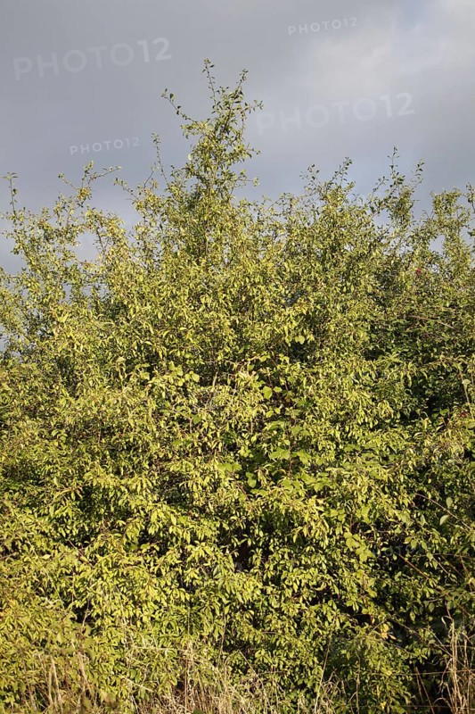 Habit blackthorn