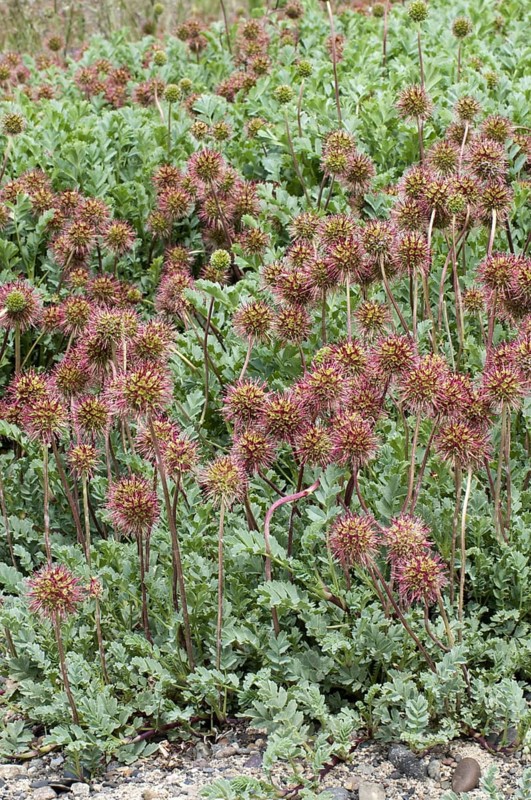 Prickly Burr
