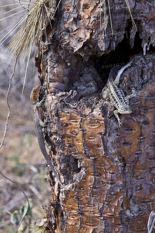 Male & female Lava Lizards on cactus