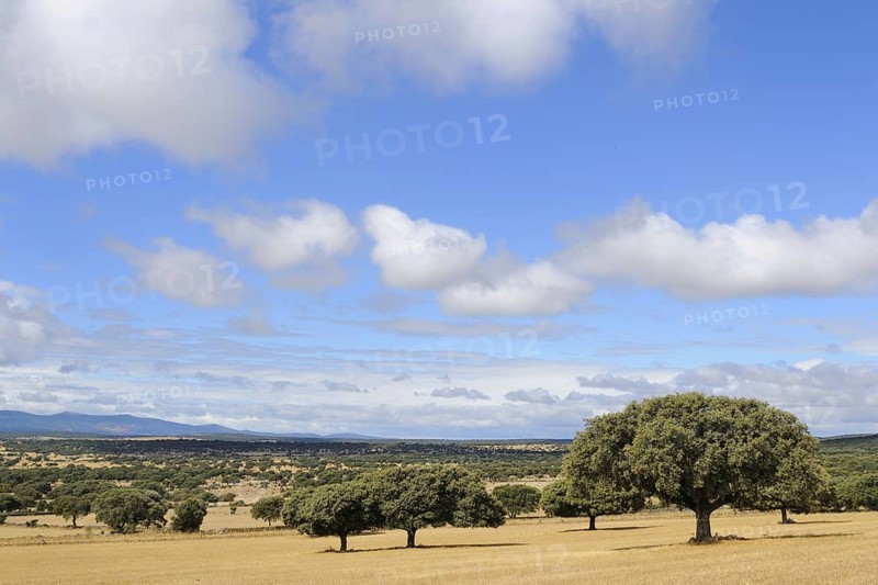 View of dehesa habitat