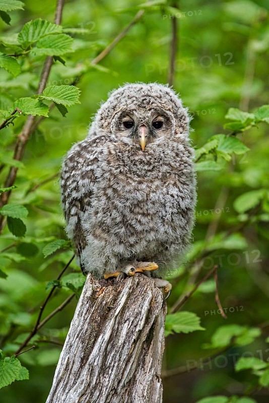 Ural owl