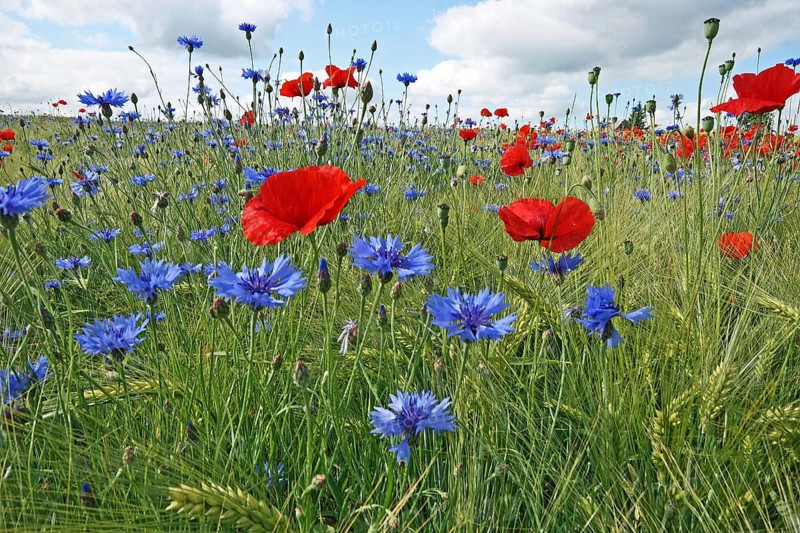 Corn poppy and cornflower