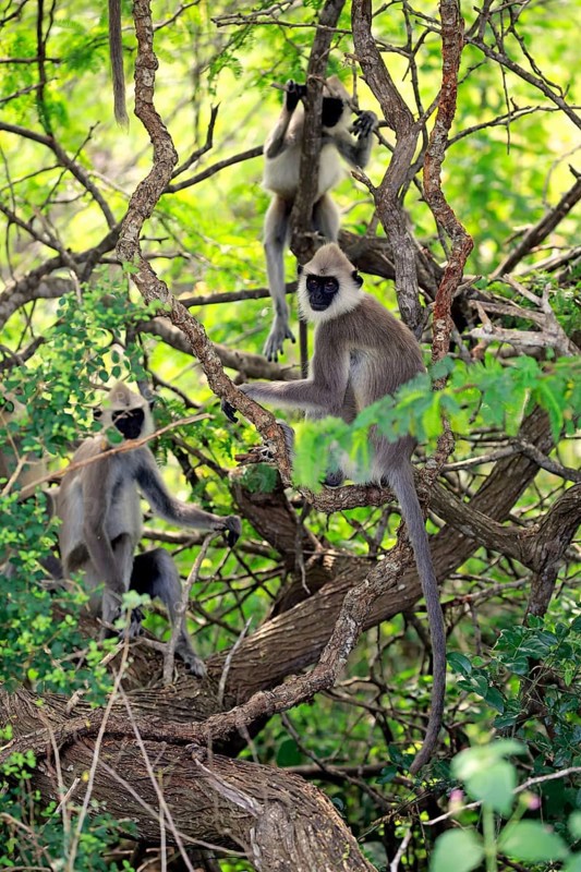 Southern Hanuman langur