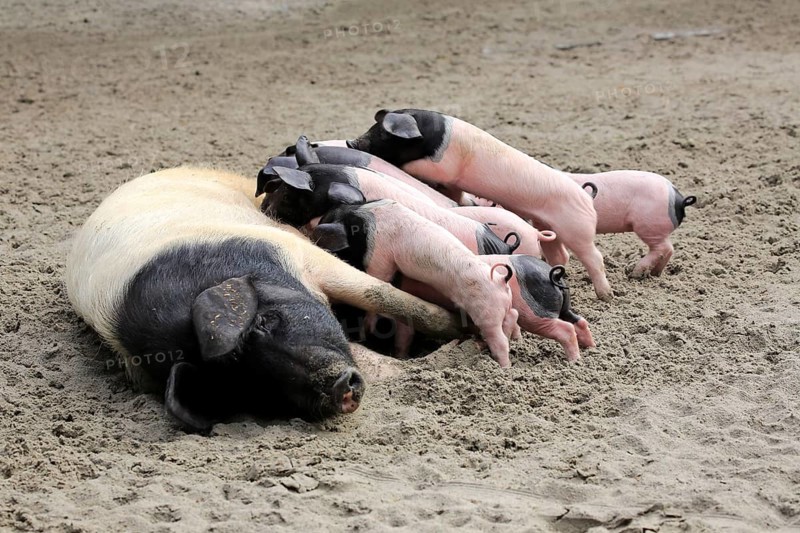 Domestic pig
